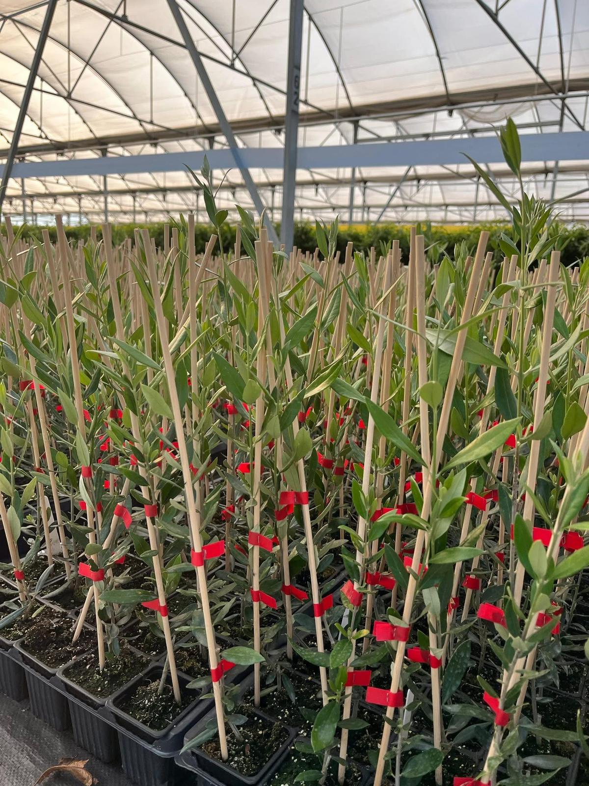 Bodur Arbequina Zeytin Fidanı  ERVA BOTANİK